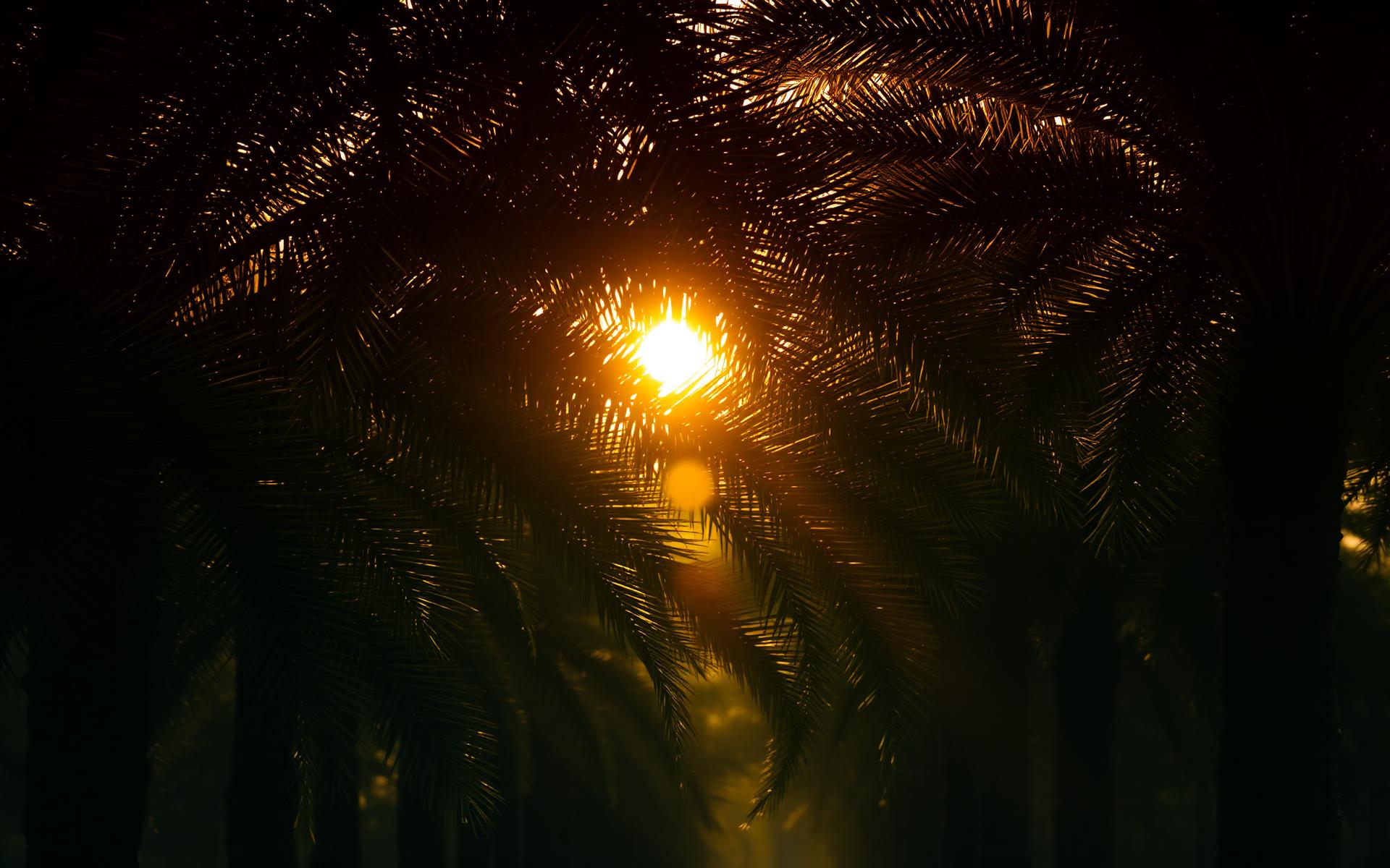 Saudi date palm grove at golden hour